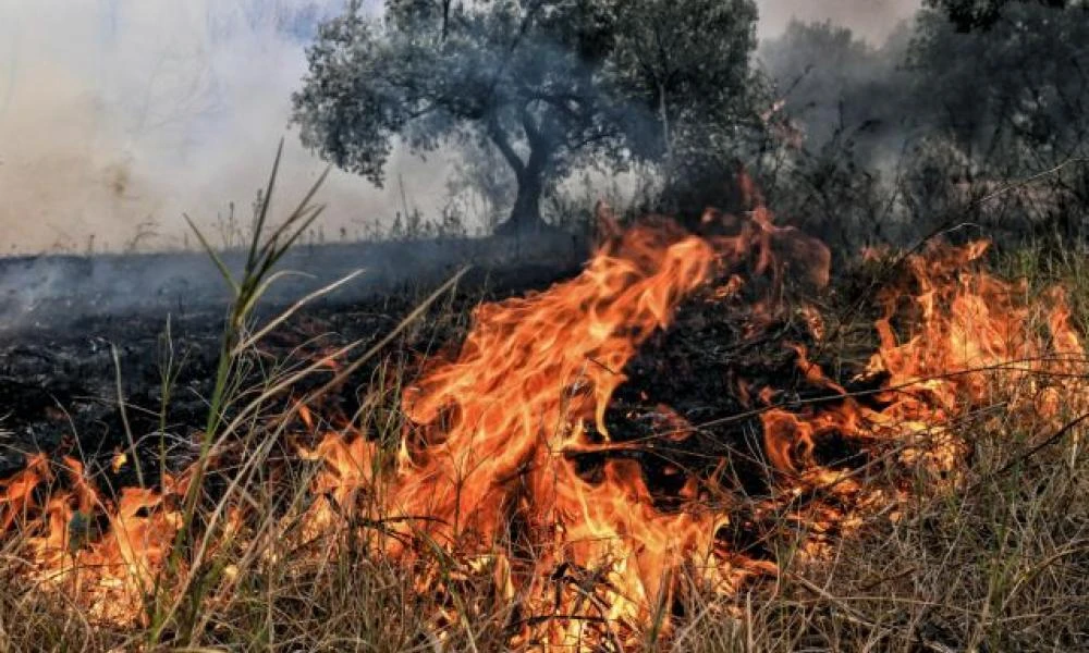 Φωτιά σε ξερά χόρτα έξω από τον οικισμό της Σάλπης στη Ροδόπη